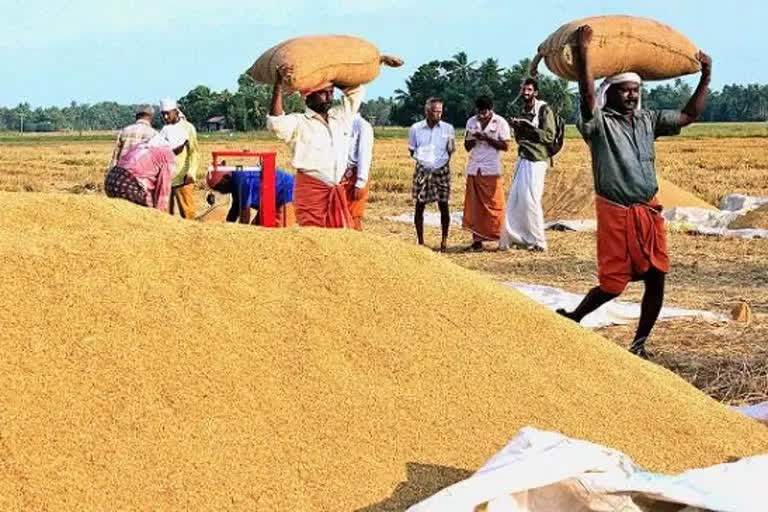 palakkad heat  palakkad weather  പ്രതിസന്ധിയിലായി പാലക്കാട്ടെ കർഷകർ  നെല്ലിന്‍റെ ഈര്‍പ്പവും തൂക്കവും