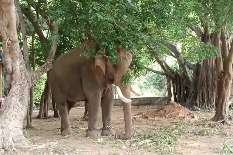 Two kumki elephants deployed to chase Kuttai Komban back to forest