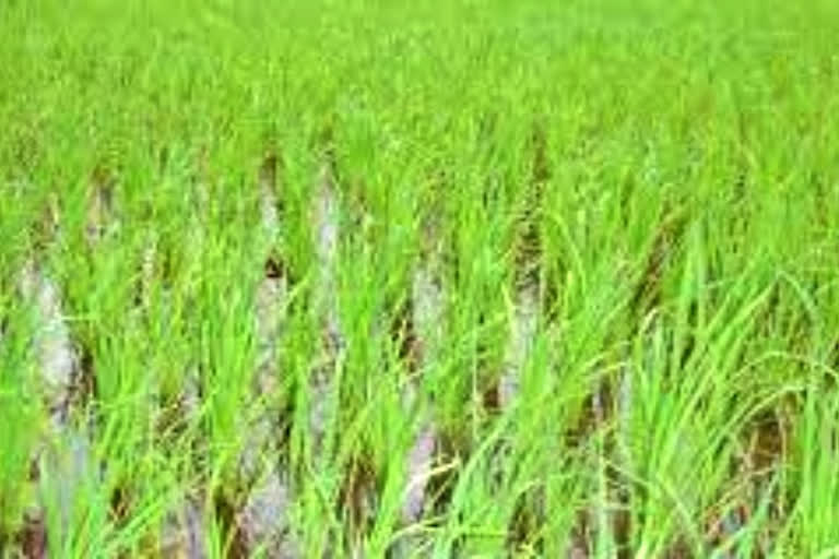 Govt assures on fertiliser availability during Kharif season