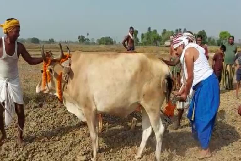 ଅକ୍ଷୟ ତୃତୀୟ: ଖୋର୍ଦ୍ଧାର ବିଭିନ୍ନ ସ୍ଥାନରେ ଅଖିମୁଠି ଅନୁକୂଳ