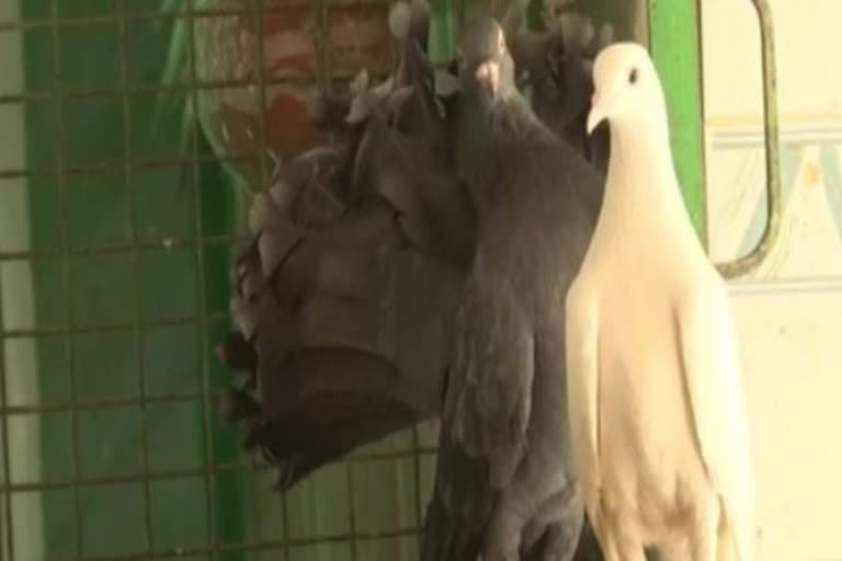 Several birds came here to Charitable Bird Hospital in Gurugram due to heatstroke. Since the beginning of last week of April, the cases of heatstroke in birds have increased