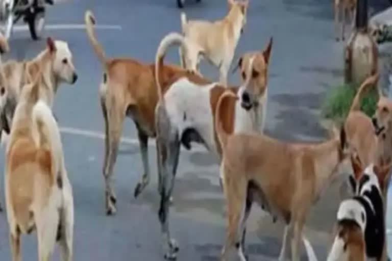 stray-dogs-attack-minor-girl-in-ganderbal