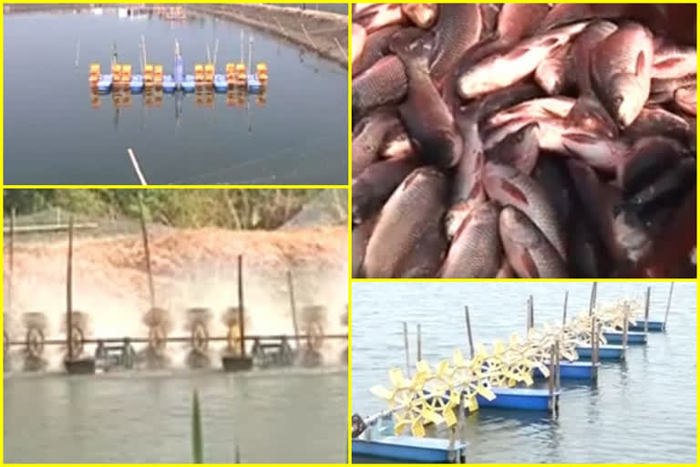 power problems to aqua farmers in andhra pradesh