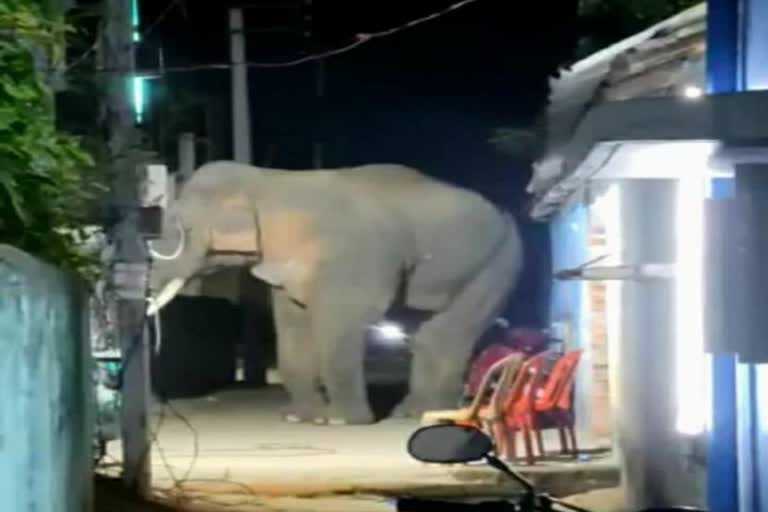Elephant Entered Locality news