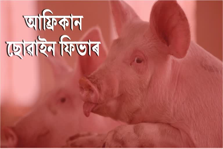 biswanath-district-administrations-notice-issued-against-african-swine-fever