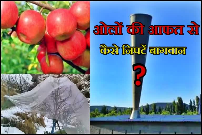 Apple crops damaged due to hailstorm