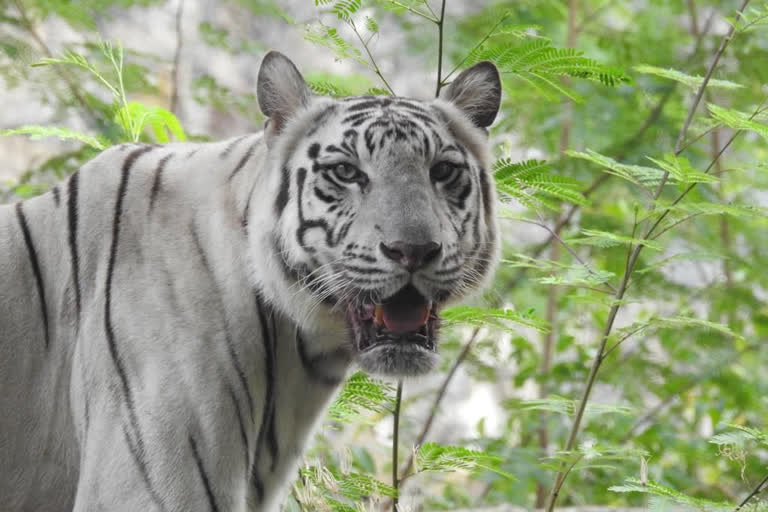 white female tigress brought to  manglore pilikula nisargadhama