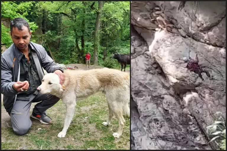 sonu thakur rescued the dog trapped on the hill in rudranag kullu