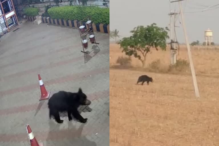 ஊருக்குள் புகுந்த கரடி!- விரட்டியடித்த பொதுமக்கள்!- திக்திக் வீடியோ காட்சிகள்