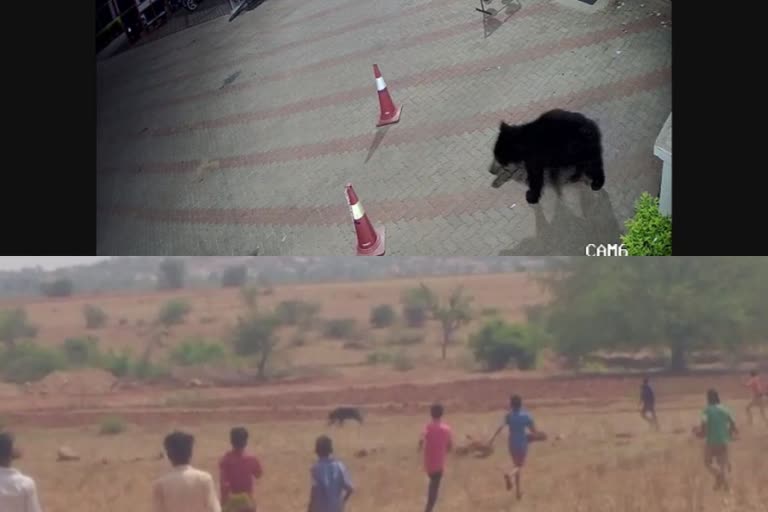 Bear being chased away by villagers and stray dogs in Karnataka