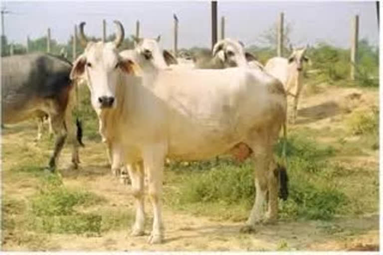 Remains of a cow found in a well in Vidisha