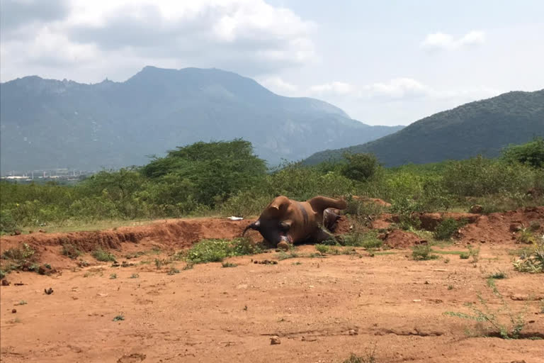 கோவை அருகே யானை உயிரிழப்பு