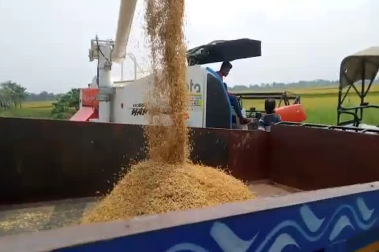 farmers in panagarh are harvesting paddy due to a depression forecast