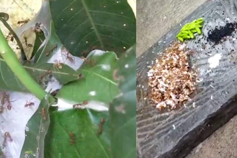 red-ant-chutney-or-kai-chutney-similipal-tiger-reserve-mayurbhanj