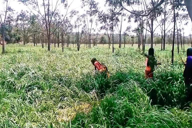 60 bigha green fodder is being cultivated by Hingonia Gaushala
