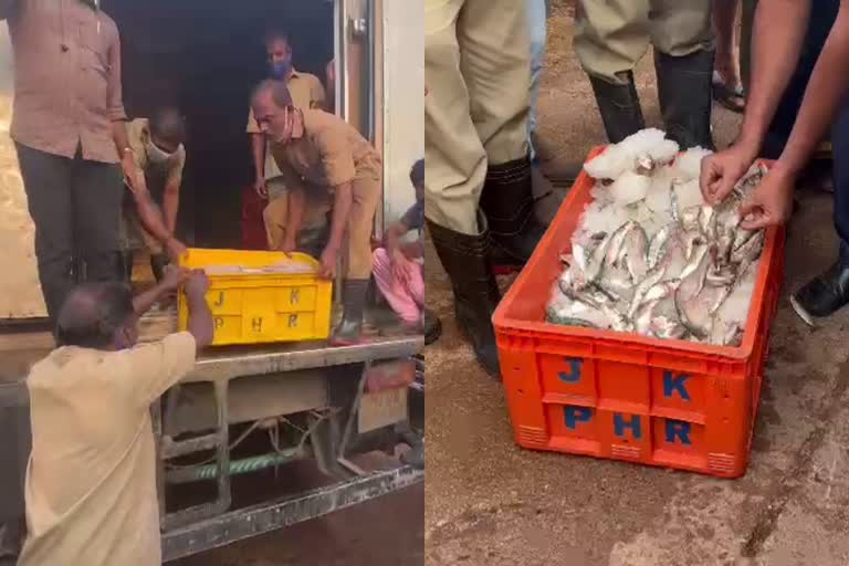 200 kg old fish brought to Kasargod from Tamil Nadu was caught  old fish caught from Kasargod market by Food Safety department  old fish caught from Kasargod market  200 kg old fish caught from Kasargod market  കാസർകോട് മാര്‍ക്കറ്റ് പഴകിയ മത്സ്യം പിടികൂടി  തമിഴ്‌നാട്ടിൽ നിന്നും കാസർകോട് എത്തിച്ച പഴകിയ മത്സ്യം പിടികൂടി  കാസർകോട് 200 കിലോ പഴകിയ മത്സ്യം പിടികൂടി  കാസര്‍കോട് ഭക്ഷ്യവിഷബാധ  Kasargod food poisoning  Kasargod shawarma death  കാസർകോട് ഷവർമ വിവാദം