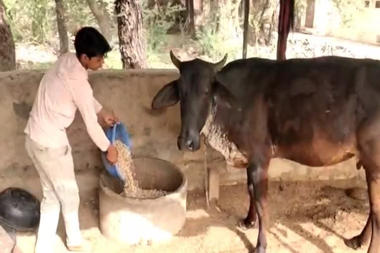 Fodder Crisis in Rajasthan