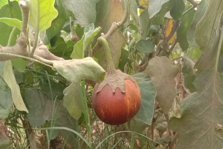 Vegetables getting spoiled in the fields in Bhiwani