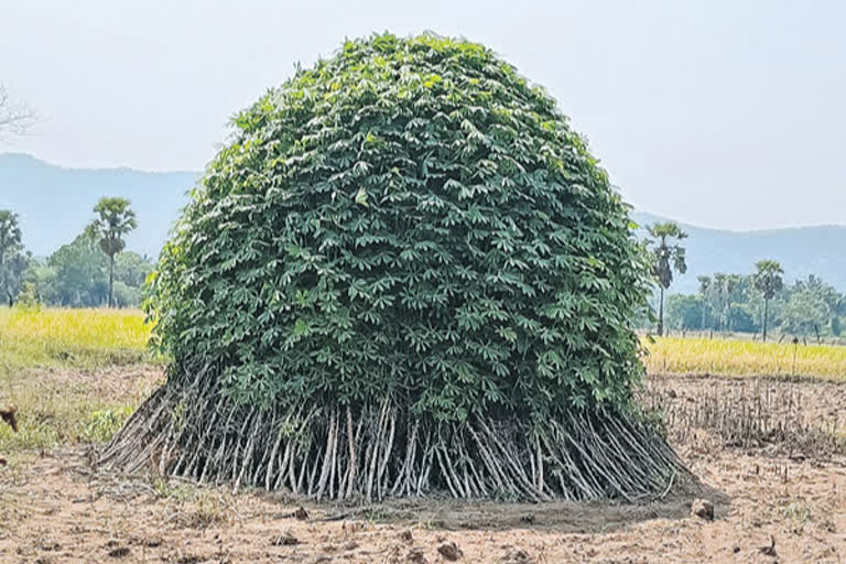 Sago plant stem looks likes tree at alluri seetharamaraju district