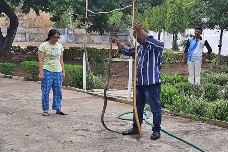 Snake Found In Kalburagi SP Isha Pant Home