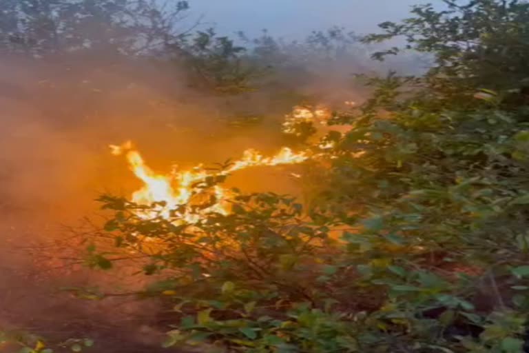 Lemon orchard burnt to ashes in Sirsa