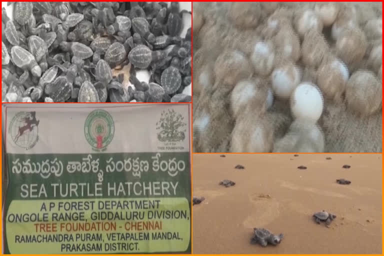 OLIVE RIDLEY TURTLES