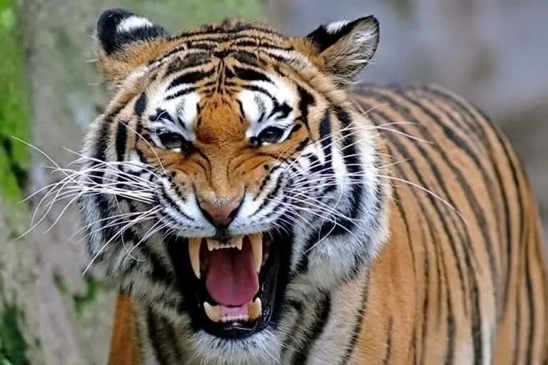 बगहा में बाघ का हमला