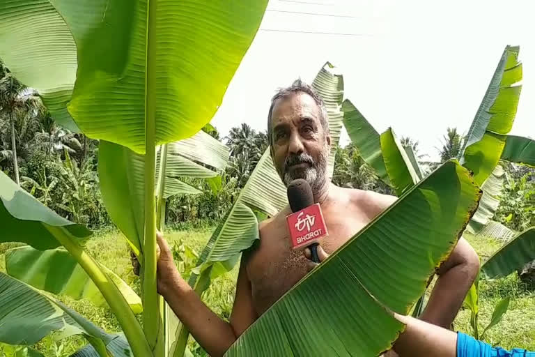 banana farmer vinod  banana farmer won limka book of record  limka book of record holder vinod  tvm banana farmer  400ലധികം വാഴയിനങ്ങള്‍; ലിംകാ ബുക്ക് ഓഫ് റെക്കോഡില്‍ ഇടം പിടിച്ച് വിനോദ്