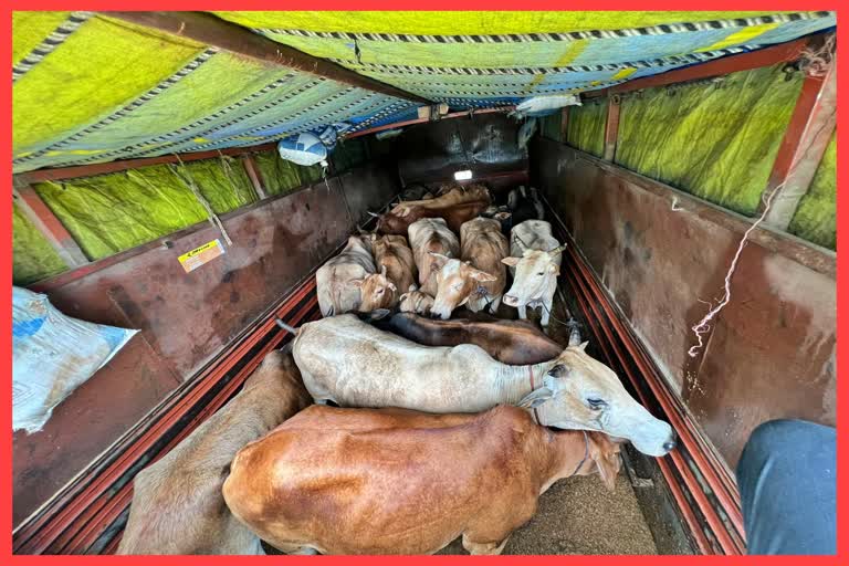 a-truck-full-of-cattle-seized-at-moirabar