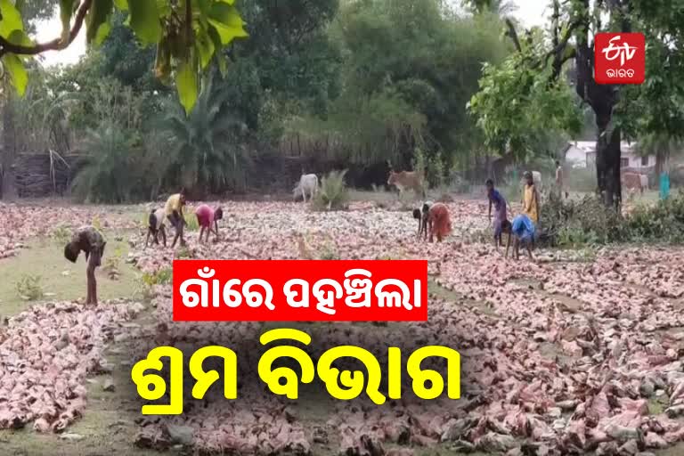 ETV BHARAT IMPACT: କେନ୍ଦୁପତ୍ର ଫଡିରେ ଶିଶୁ ଶ୍ରମିକ ଠାବ ଘଟଣା, ଜିଲ୍ଲା ଶ୍ରମ ଅଧିକାରୀର ତଦନ୍ତ ଆରମ୍ଭ