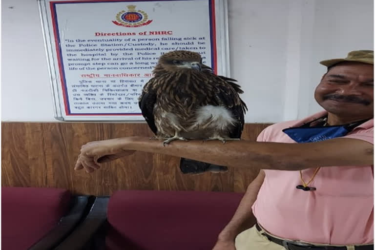 metro police rescued baby eagle at kashmiri gate metro station in delhi