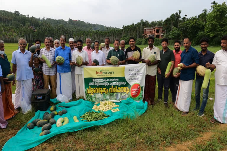 Watermelons Farming Kunnamagalam  Watermelons Farmingat Pulparambu Vayal  പല്‍പ്പറമ്പ് വയലിലെ വത്തക്ക കൃഷി  പല്‍പ്പറമ്പ് വയലിലെ തണ്ണിമത്തന്‍ കൃഷി  ഫ്രഷ് ഡേ ഗ്രൂപ്പ്  മുക്കം നഗരസഭ  മുക്കം നഗരസഭ കൃഷിഭവന്‍