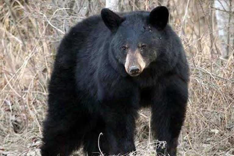 Bear attacked villager in Koriya