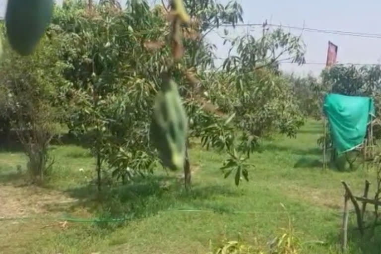 exotic Black Tommy Atkins, Miyazaki, Ivory mangoes at Jabalpur grove