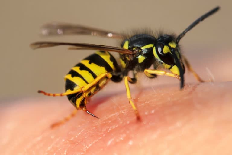 Wasps fails suicide in kerala