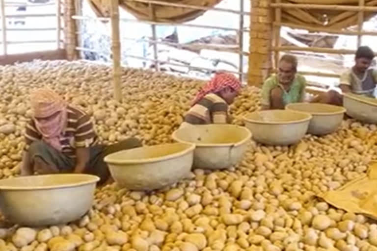 potato-price-soars-in-west-bengal