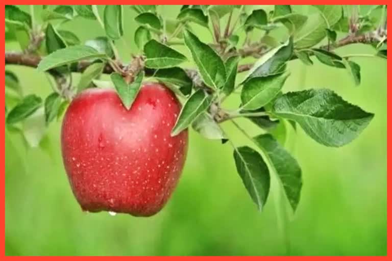 Apple production in Himachal Pradesh