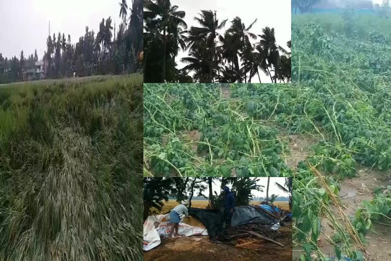 Cyclone effect on crop