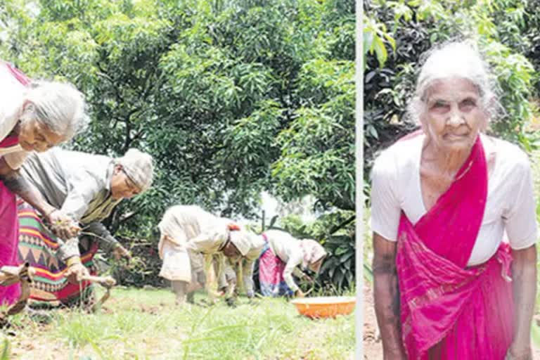 The Old Woman Has been Farming Even At the Age of 98 Yrs