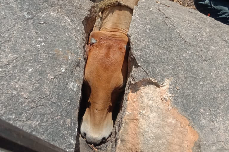 A COW's HEAD WAS STUCK BETWEEN THE STONES IN ADILABAD