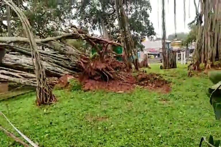 historic-bengaluru-big-banyan-tree-parts-fell-down-due-to-rain