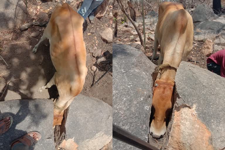 cows head stuck between stones adilabad  അദിലാബാദ് പശുവിന്‍റെ തല പാറകൾക്കിടയിൽ കുടുങ്ങി  തെലങ്കാന പശു അപകടം  സിരികൊണ്ട ലച്ചിംപൂർ പശുവിന്‍റെ തല പാറകൾക്കിടയിൽ  cow accident Lachimpur sirikonda