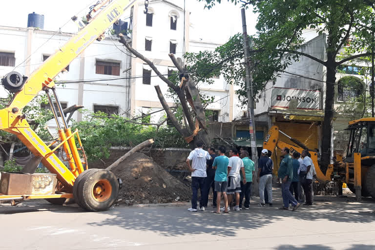 fifty year old peepal tree re-plantation in Hazaribag