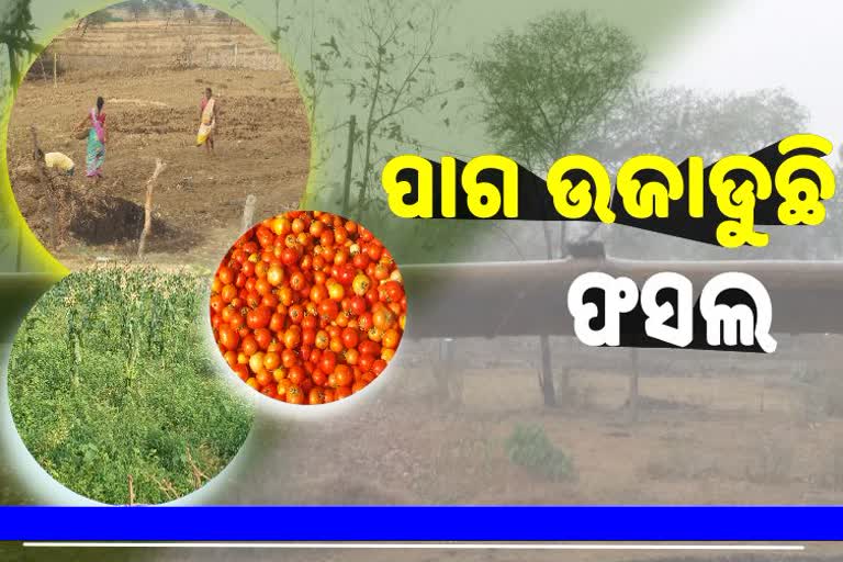 ଚିନ୍ତାରେ ବୌଦ୍ଧ ଜିଲ୍ଲାର ଚାଷୀ