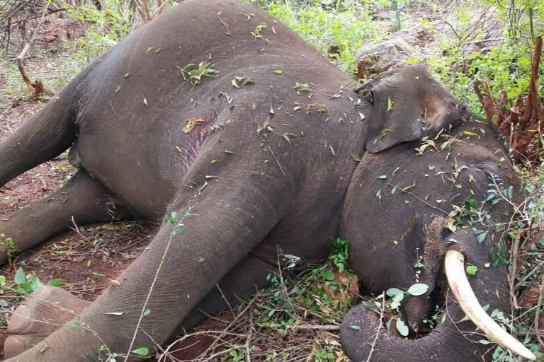 சிறுமுகை வனப்பகுதியில் யானை உயிரிழப்பு  diseased male wild elephant has died in Sirumugai forest