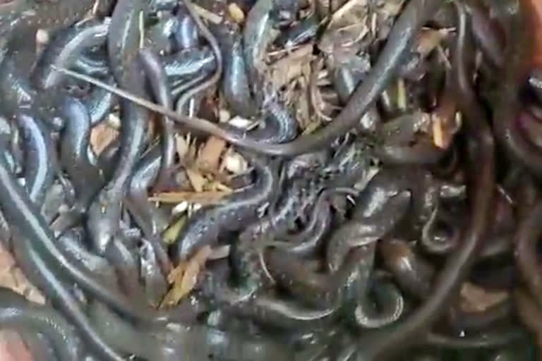 cobra snakes found in house of Ambedkar Nagar district, cobra snake found in Uttar Pradesh, Uttar Pradesh cobra news, ಅಂಬೇಡ್ಕರ್ ನಗರ ಜಿಲ್ಲೆಯ ಮನೆಯಲ್ಲಿ ನಾಗರ ಹಾವು ಪತ್ತೆ, ಉತ್ತರ ಪ್ರದೇಶದಲ್ಲಿ ನಾಗರ ಹಾವು ಮರಿಗಳು ಪತ್ತೆ, ಉತ್ತರ ಪ್ರದೇಶ ನಾಗರಹಾವು ಸುದ್ದಿ,