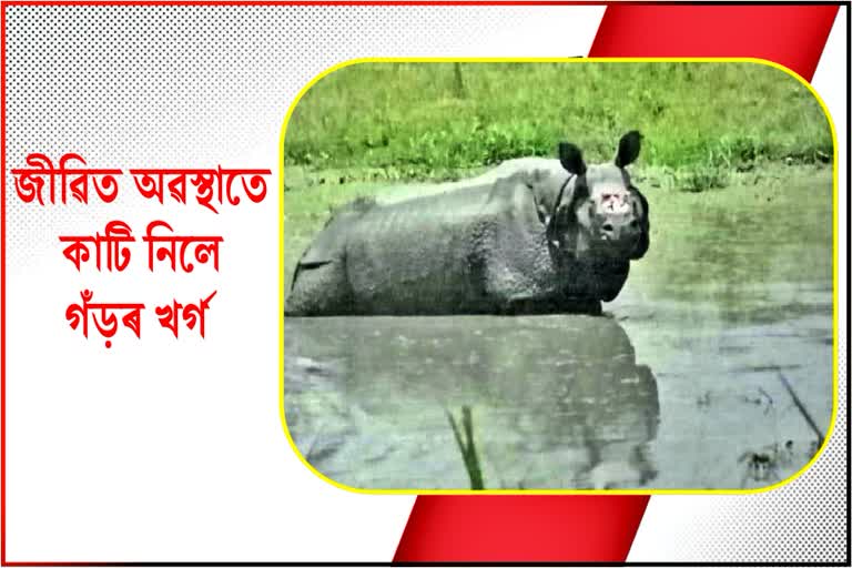 জীৱিত অৱস্থাতে চোৰাং চিকাৰীয়ে কাটি নিলে গঁড়ৰ খৰ্গ