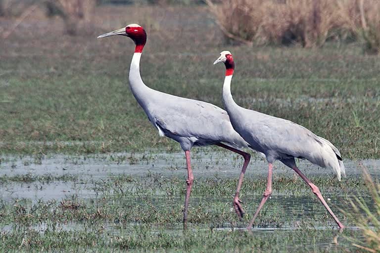 pair of cranes appeared in Panna Tiger Reserve