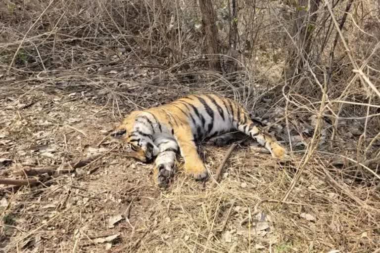 symbolic picture of tiger death
