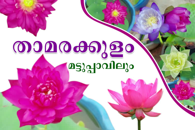 മട്ടുപ്പാവിലെ താമരകൃഷി  താമരകൃഷിയുമായി പ്രശാന്ത് പൈ  പ്രശാന്ത് പൈയുടെ താമരകൃഷി  Thiruvananthapuram Srivaraham  lotus terrace Thiruvananthapuram Srivaraham  Prashant Pai Farming lotus terrace Thiruvananthapuram